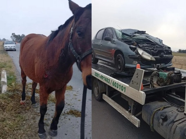 Dos olavarrienses chocaron con un caballo en la Ruta 51